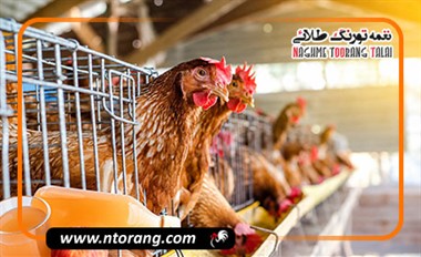 سرکه سیب برای طیور؛ فواید، روش مصرف و نکات مهم